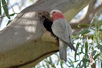 hollows as homes galah in nest