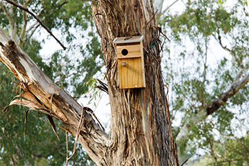 hollows as homes small bird house on tree