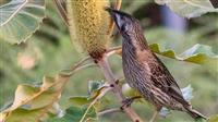 Red wattle bird eating from a banksia flower branch 