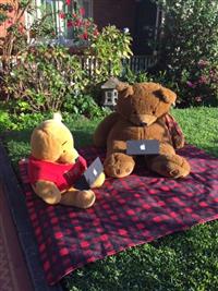 Ellen - Bear therapy home schooling with laptops