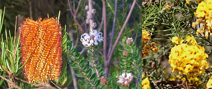 Banksia Grevillea Prickly-Pea