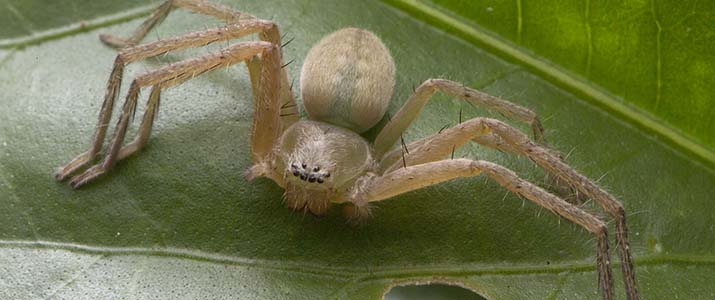 Huntsman spider - Flickr budak