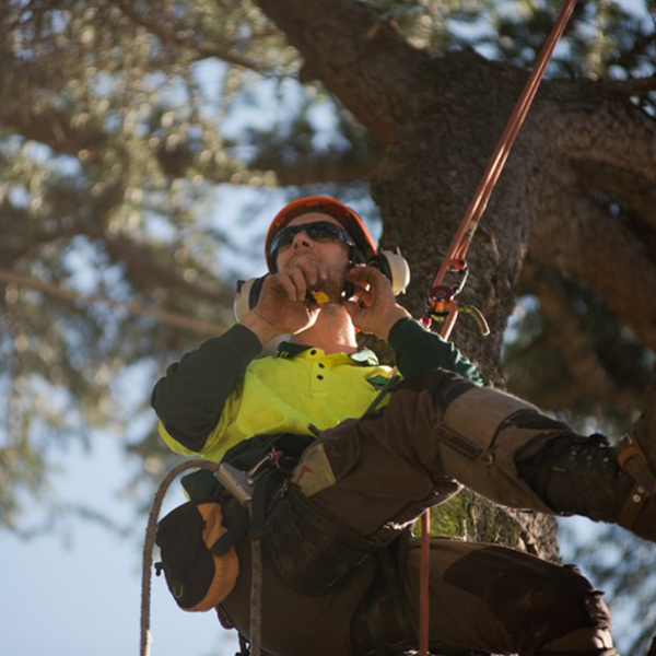  Tree lopper is a tree 