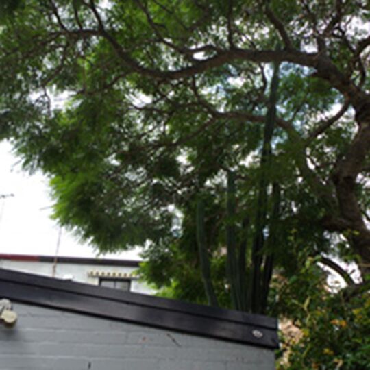 Neighbour S Trees Pruning Or Removing Inner West Council