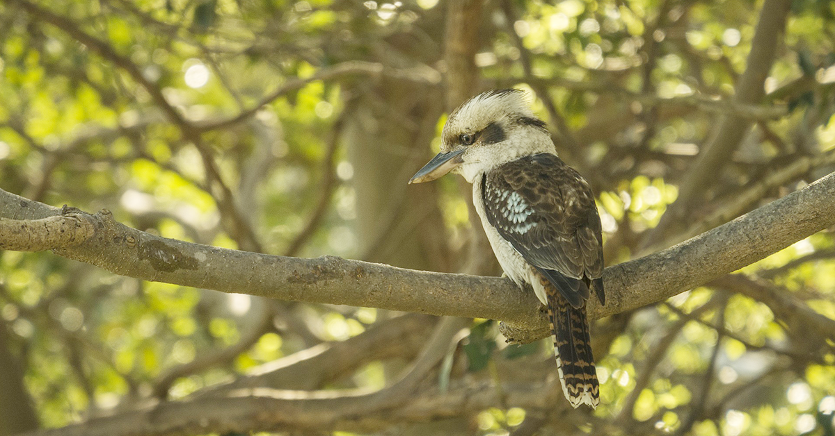 Trees bird