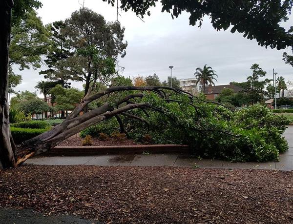 Allman park tree removal notice
