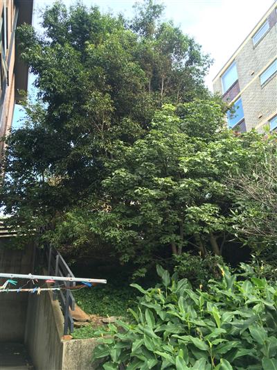 5 Gallimore Ave Tree Removal Notification (Post)