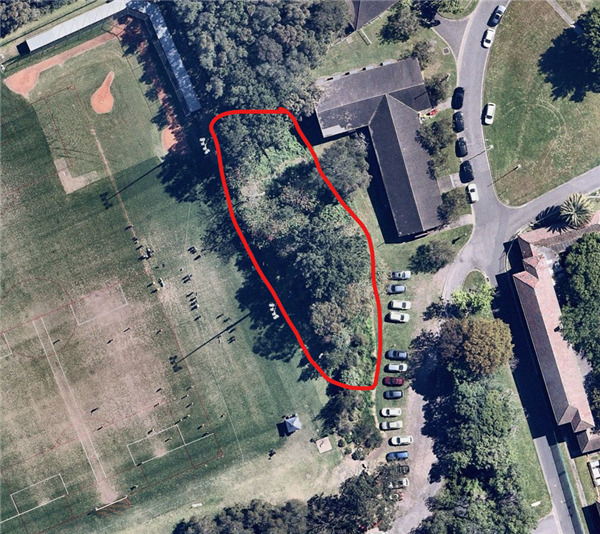 glover street tree removals