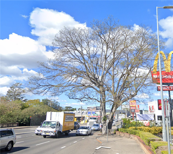 580 parramatta road tree removal