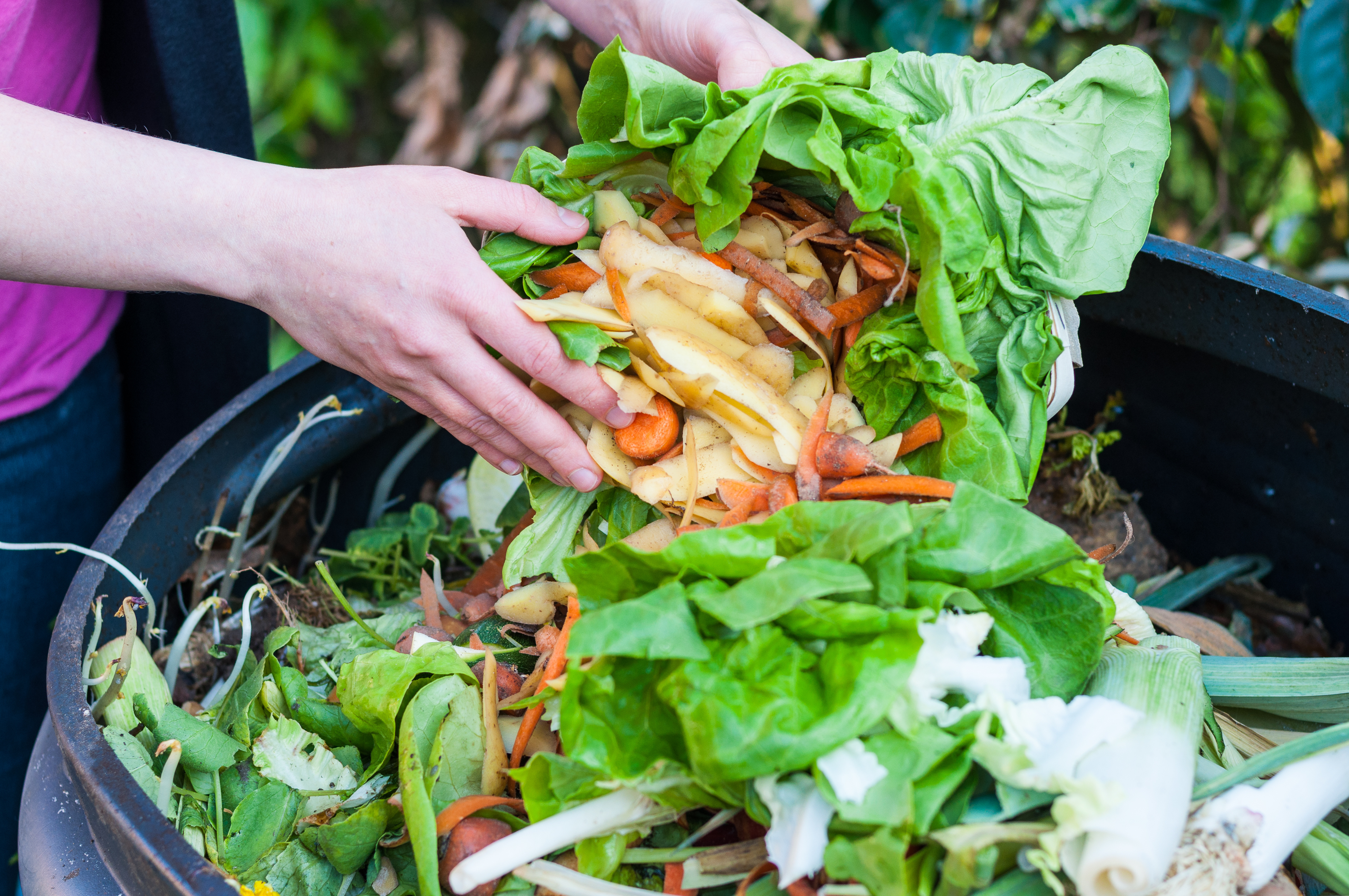 Food waste in compost