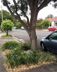 Verge garden with grass only, under tree . Neville street, Marrickville