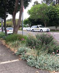 Verge garden with ground cover. Park street, Marrickville