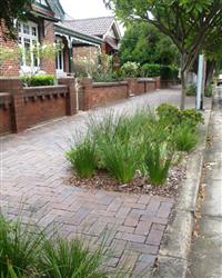 Verge garden with native grassess only. Tamar street