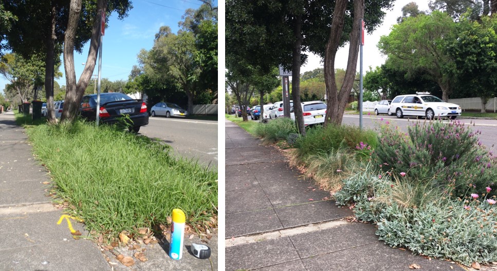 Park Rd Marrickville verge garden