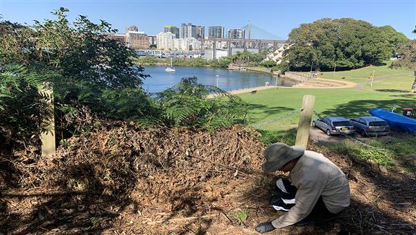 Man planting native grasses in bushland , background Anzac Bridge and White bay