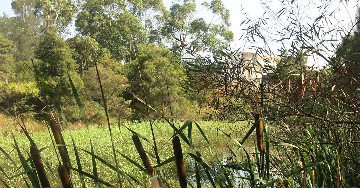  Tempe Wetlands Reeds and pond 1. Green panoramic view