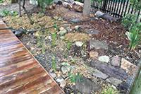 dulwich-hill-public-school-rain-garden