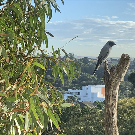 Bird on branch