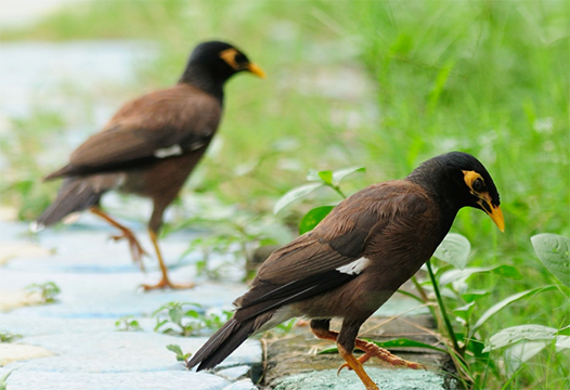 Two Indian Myna birds