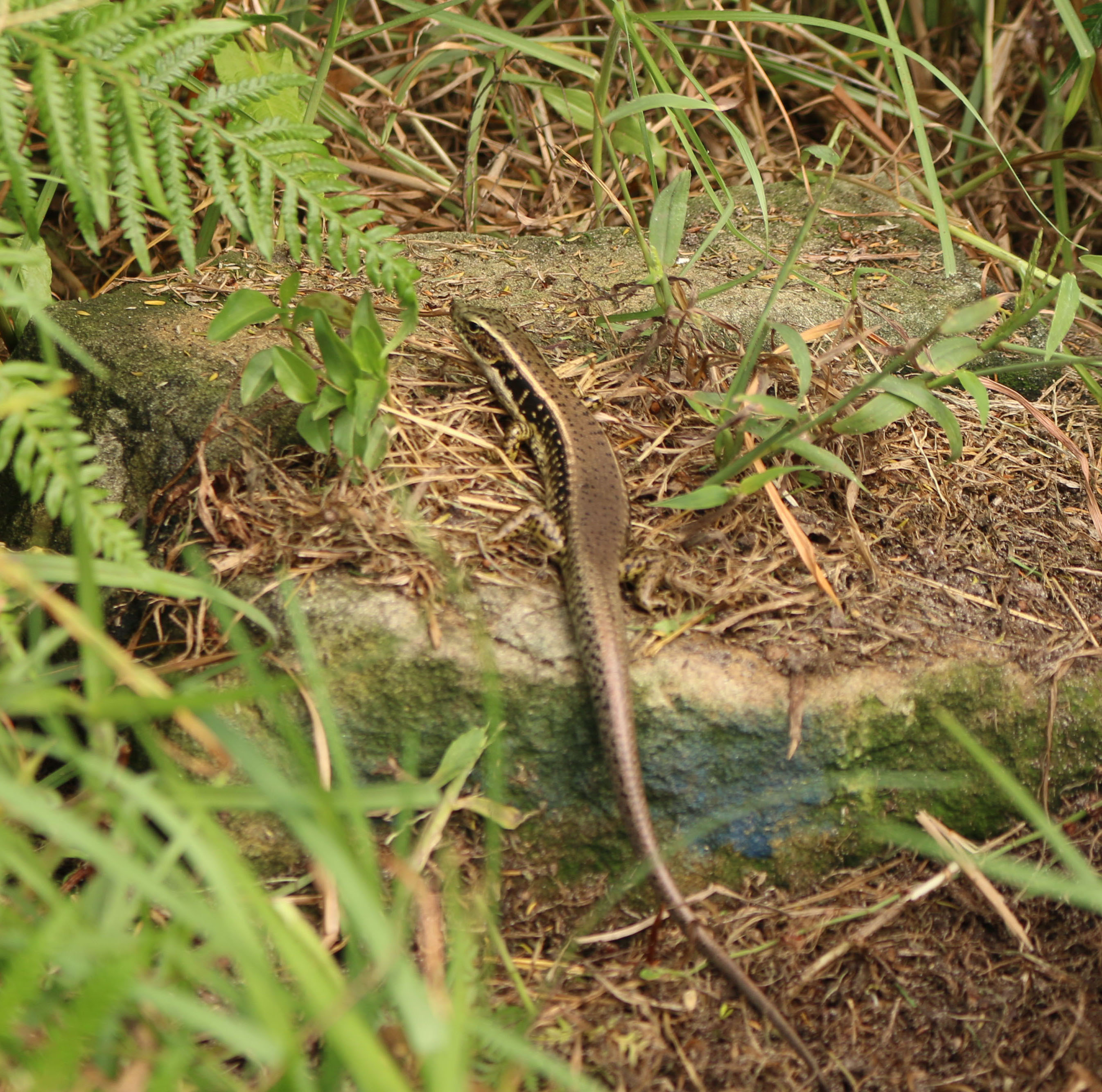 skink habitat