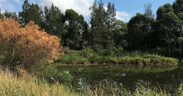 Landscape of one of the Tempe wetland ponds  