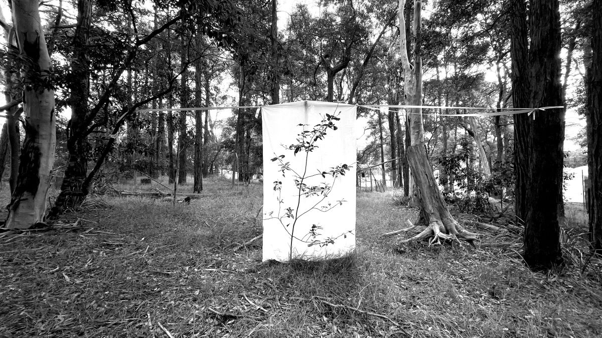 A black and white image of an adolescent tree growing in a forest, against a backdrop of a white sheet