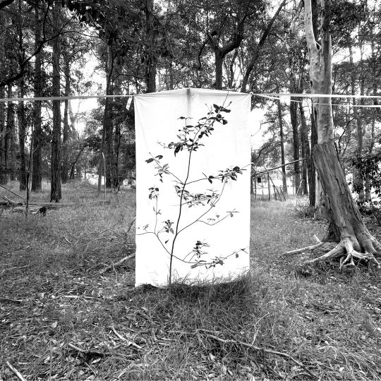 A black and white image of an adolescent tree growing in a forest, against a backdrop of a white sheet