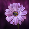 IWDFlower