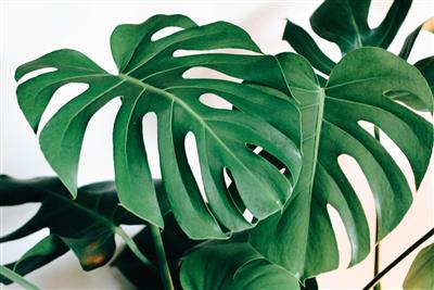 philodendron