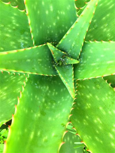 aloe vera