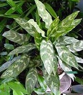 chinese-evergreen-r 2
