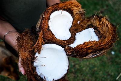 coconut 1