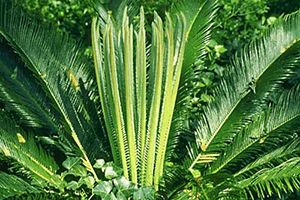 sago-palm-r