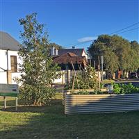 Taringa Street Community Garden