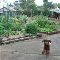 Turtle Lane Community Garden with dog
