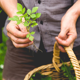 Close up a man's hands holding a small green plant and a basket