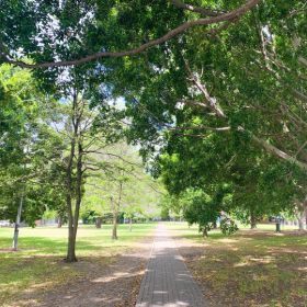 Trees in a park