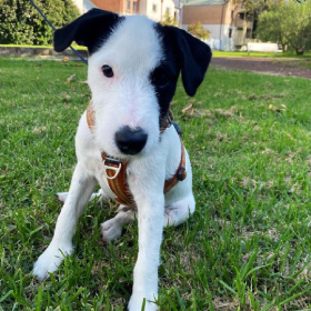 a cute black and white puppy sitting in grass