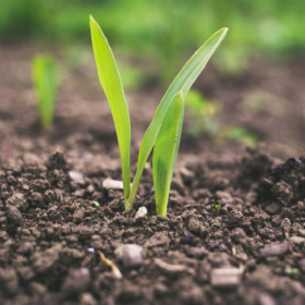 Close up of a green plant with leaves sprouting from the soil.