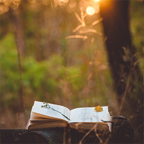 Book in the forest with a flower placed on the pages