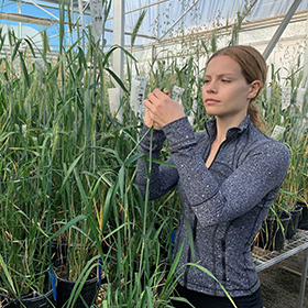 Women looking at grains of a plant