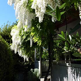 Harbefield Celebration of Gardens Walk