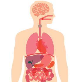 Human Body Anatomy