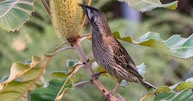 Red Wattle Bird