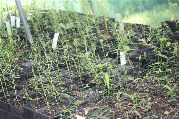 Community nurseries