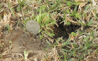 Example of a conical hole dug by a bandicoot, next to a 50 cent coin for comparison