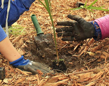 Council bushcare