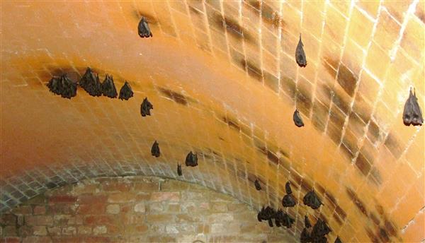 Inner West Microbat Monitors