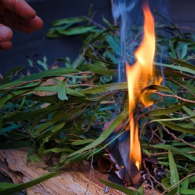 Photo of a hand reaching for gum leaves with a fire and bark