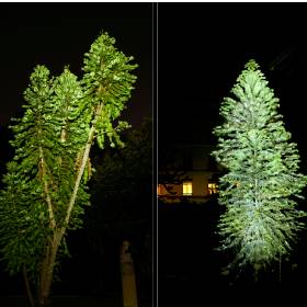 Photo montage of two nighttime shots of Wollemi pine trees, the trees are bright green against a balck background, there is a yellow glow to the the light which captures the trees shape , tree on the left has two branches tapered to a v and the other tree is more traditionally pine tree shaped, a house light shines in the background
